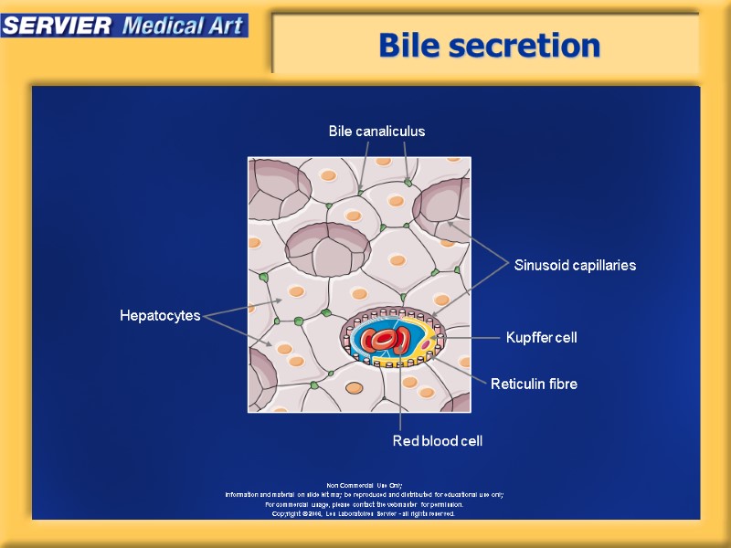 Bile secretion Bile canaliculus Sinusoid capillaries Kupffer cell Hepatocytes Reticulin fibre Red blood cell